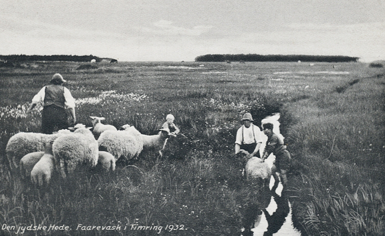 Fårevask af Dansk Landfår, på den jyske hede ved Timring, i 1932.